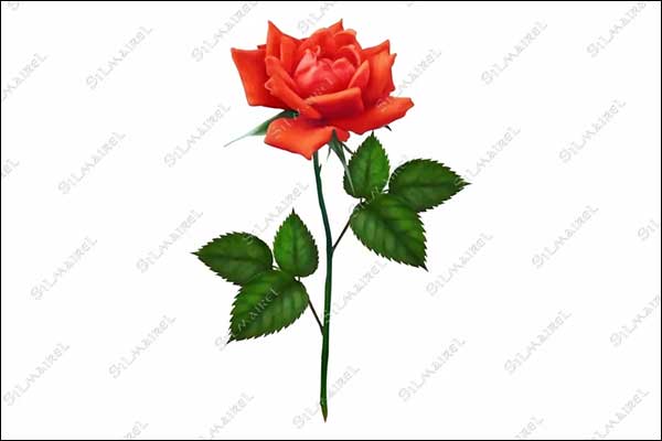 3D Realistic Single Red Rose Models