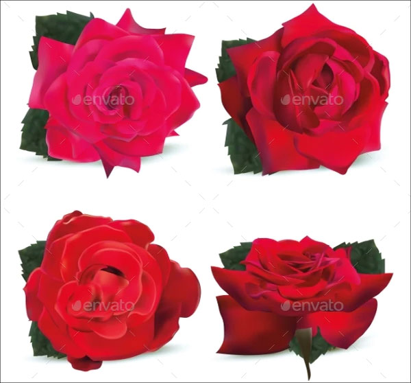 3D Red Roses Models on White Background