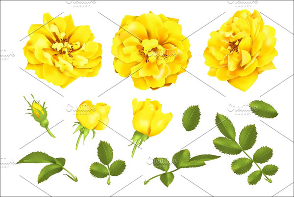 3D Yellow Rose Models Set